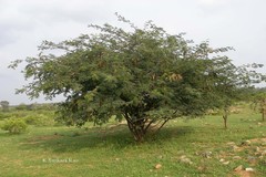 Albizia amara